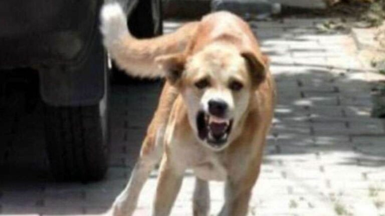 03 10 2023 agra dog demo 23545852