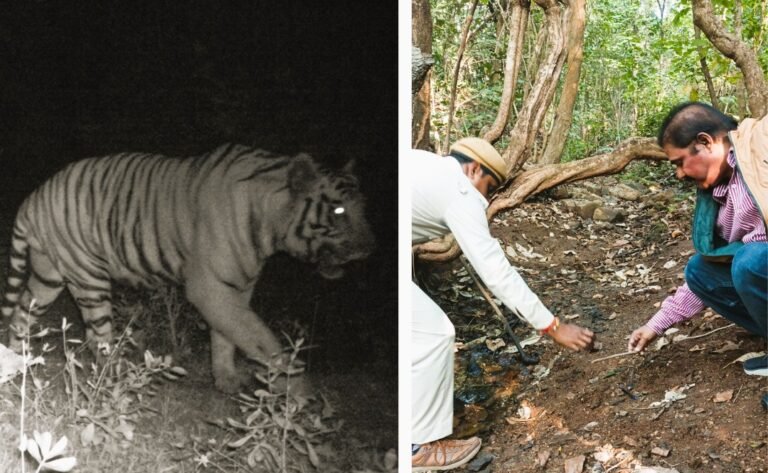 tigar foot print