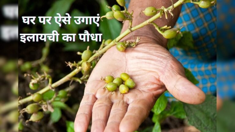 Cardamom plant 1 2023 11 4a4e3cd88dc91ac662454e6dc0283910 3x2 1