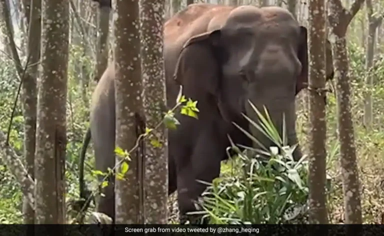 ugho3mkg wild elephant sniffs out drugs 625x300 27 August 23