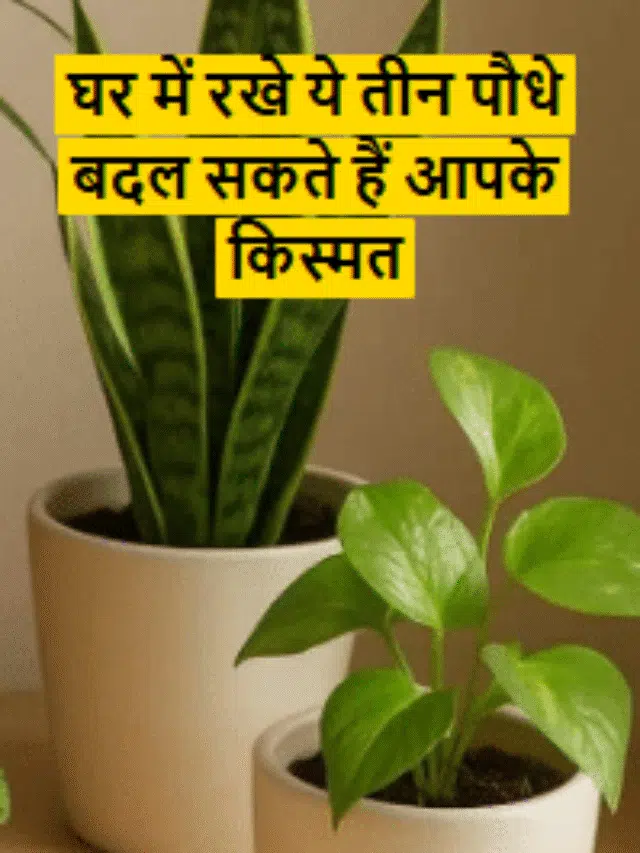 घर में रखे ये तीन पौधे बदल सकते हैं आपके किस्मत