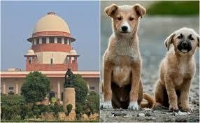 आवारा कुत्तों पर सख्त सुप्रीम कोर्ट, राज्यों के मुख्य सचिवों को किया तलब, 7 नवंबर को आएगा नया आदेश