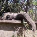 Ramadan special recipe