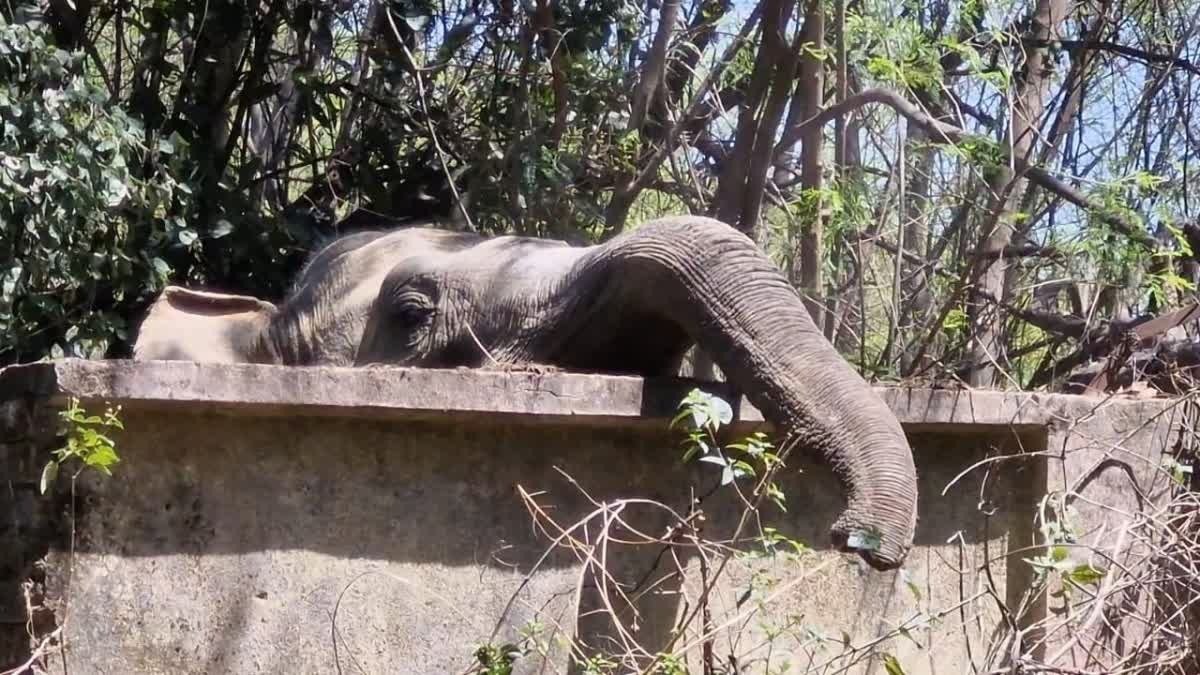 Elephant tracking system